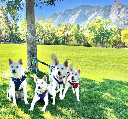 Hamlet, Ziva, Amira, Cisca
