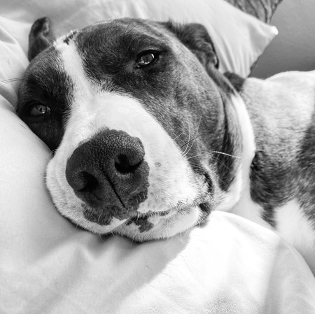 Nahla