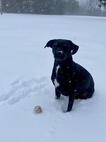 Bo