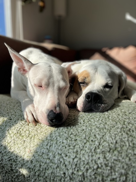Bug and Odie