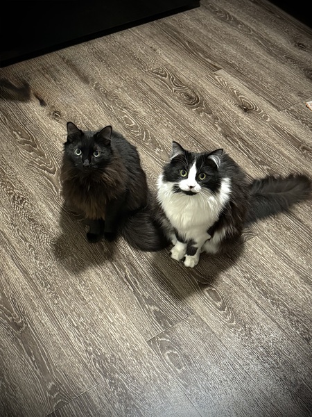 Guppy and Noodle