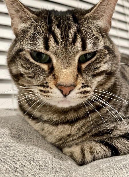 Georgie