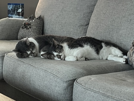 Pepé and Penelope 