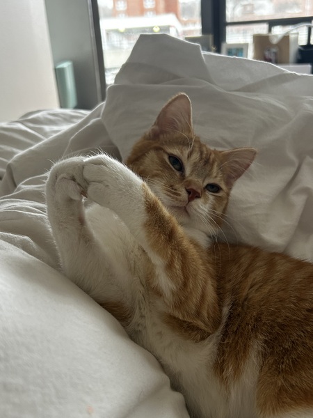 Purrcy