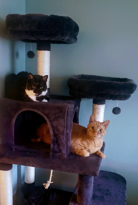 Kitty and Peanut 