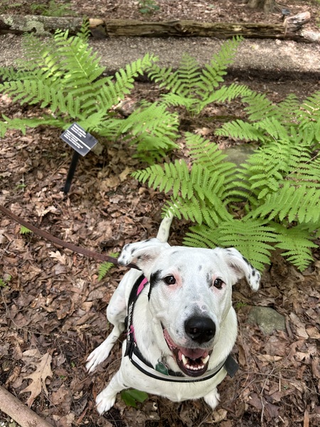 Fern