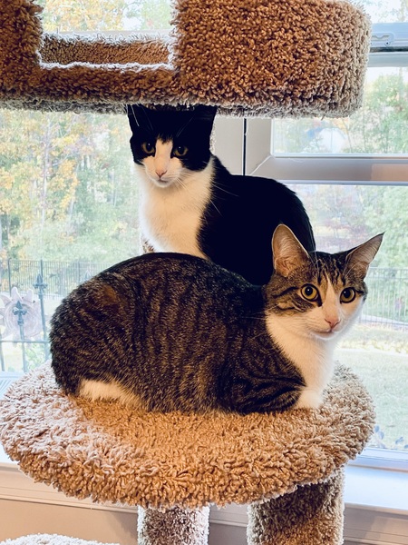 Lilly and Poppy