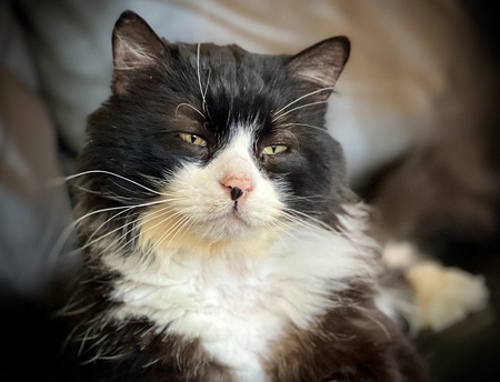 Tuxie