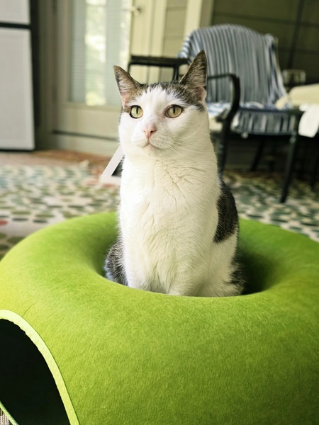 Hugo