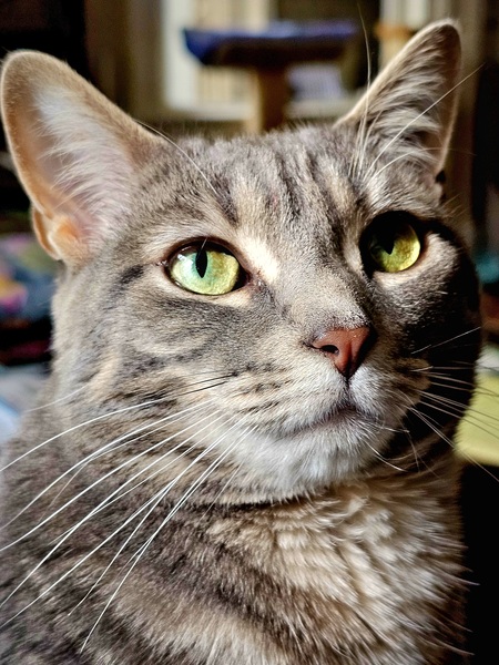Harper