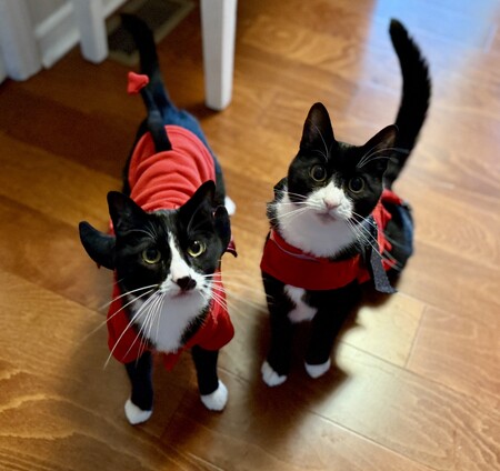 Elwood & Jake
