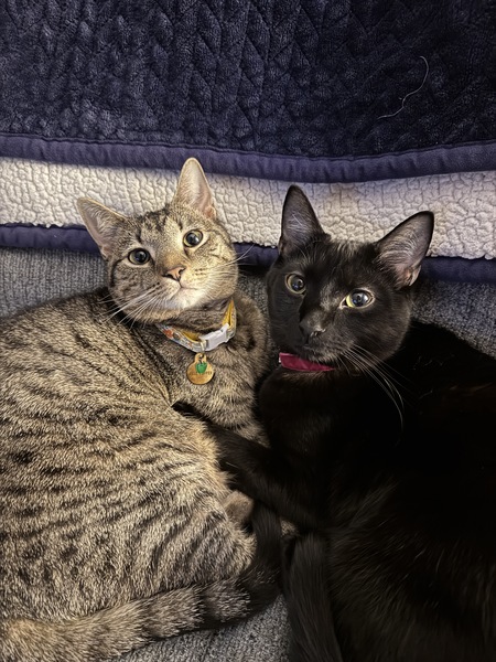 Belle & Nimbus