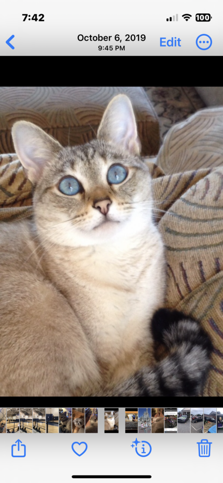 Bella
