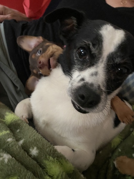 Scamper (plus Teva)