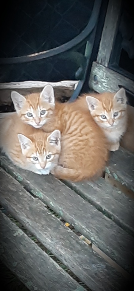 Bootsie, Leah, Leo