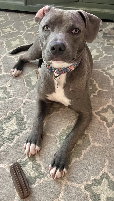 Grey