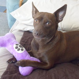 Entry image for LOKI 1