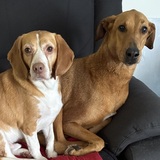 Entry image for Cooper & lucy