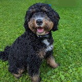 Entry image for Maizey