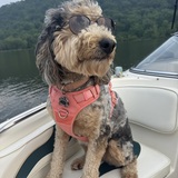 Entry image for Jovie