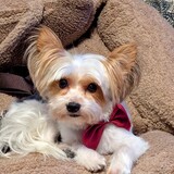 Entry image for Harley 1