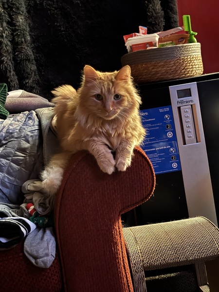Simba