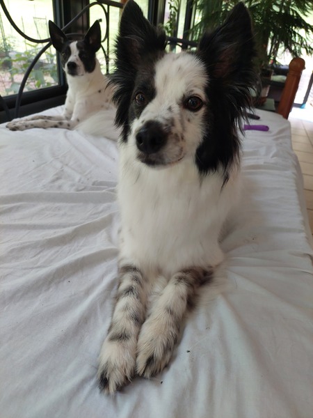 Teddy Bear & Sweet Pea