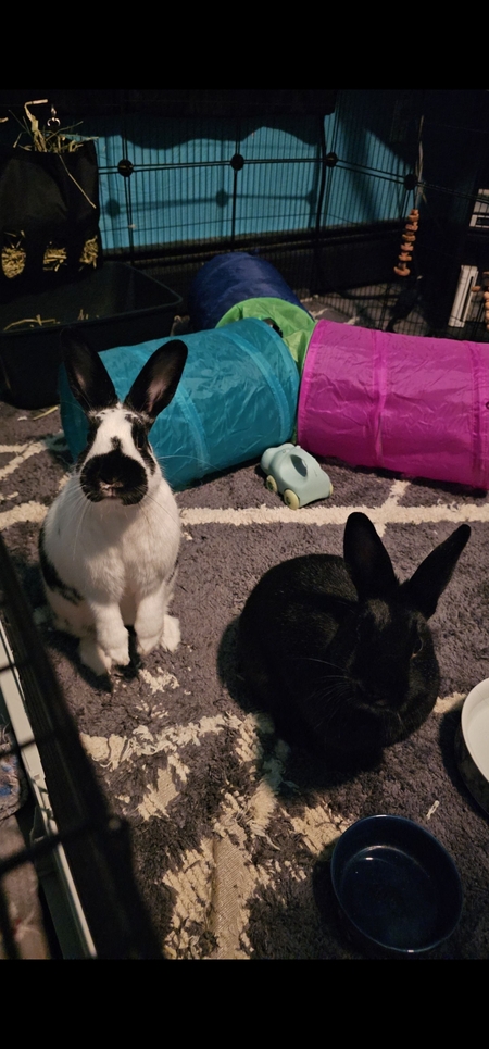 Duke & Daisy 