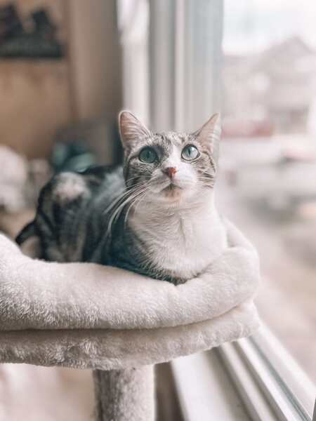Freya (Hunti)