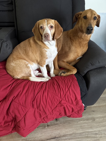Cooper & lucy