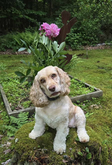 Daisy