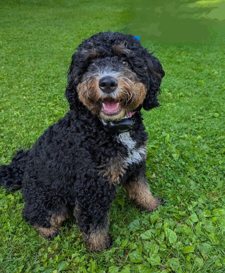 Maizey