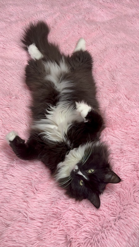 Theodore