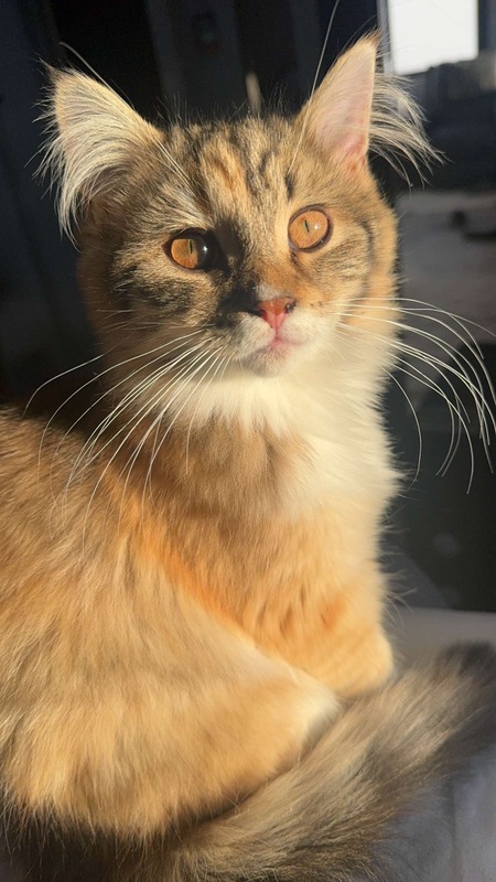 Maple