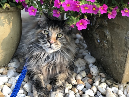 Athena
