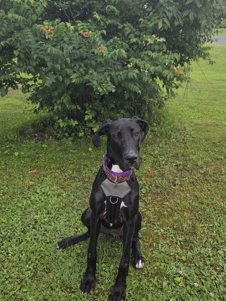 Kaida