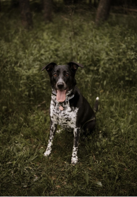 Millie 1