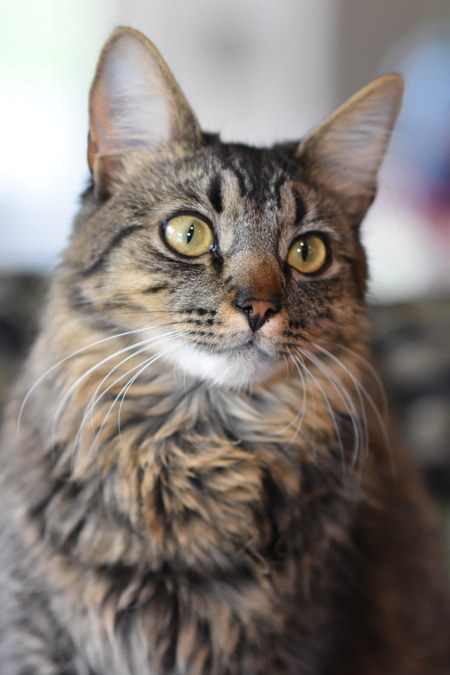 Dexter