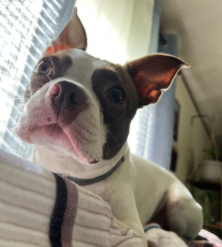 Stella