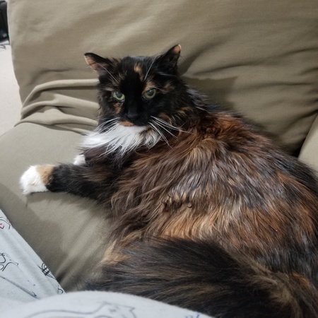 Cinnamon 