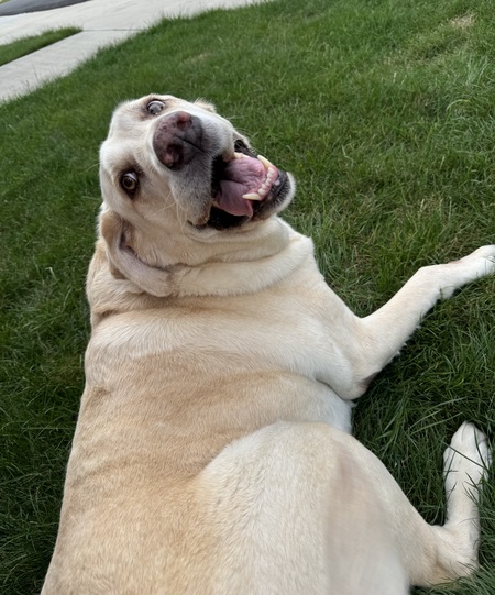 Ottis 