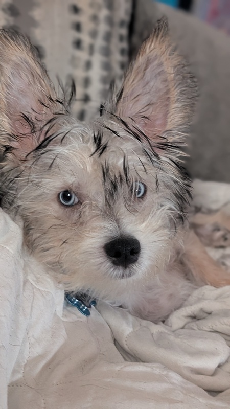 Mr. Pibbs