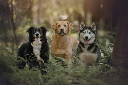 Duke, Dallas & Dakota