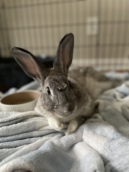Snuggles
