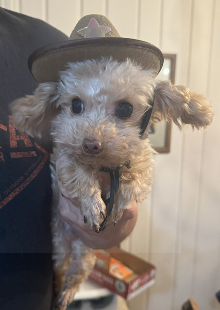 Teddy
