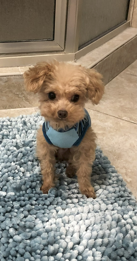 Teddy