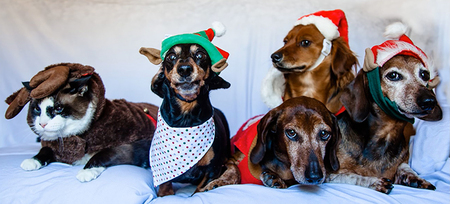Davos, Zada, Karloff, Stanley & Dweezil
