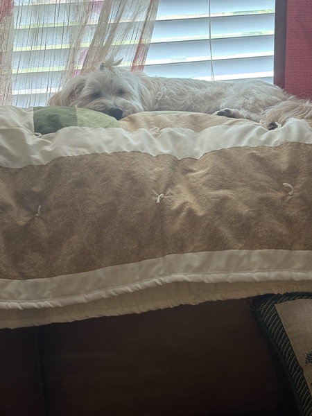 Biscuit 