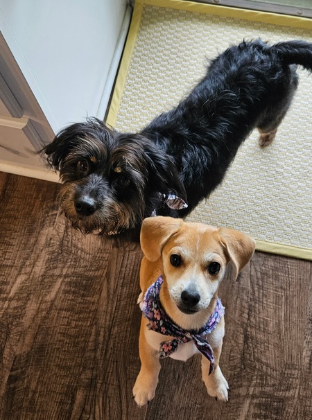 Evie & Sydney