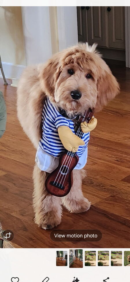 Lagniappe